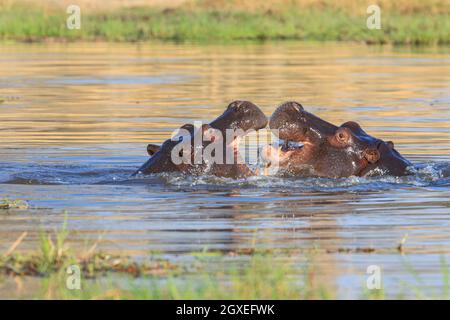 Hippopotame (Hippopotamus amphibius) lutte dans une rivière. Hippopotamus bouche ouverte sur le delta de l'Okavango, Botswana, Afrique Banque D'Images