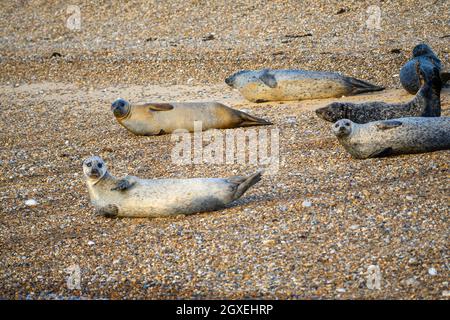 Phoques communs et gris se bassiant dans la lumière du soleil chaude, en début de soirée, sur les bancs de sable en caillou à Blakeney point, Norfolk, Angleterre. Banque D'Images
