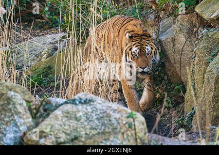 siebirian tieger dans le zoo de berlin. ces animaux sont en danger. un élégant grand chat, avec un grand motif de fourrure. Banque D'Images