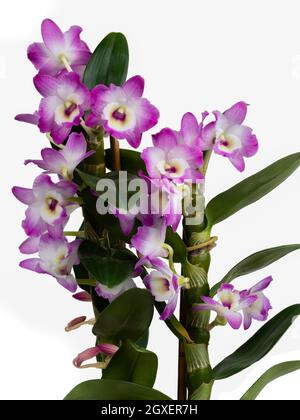 Tiges fleuries de Dendrobium nobile, une orchidée souvent utilisée comme plante de maison. Prise de vue sur fond blanc Banque D'Images