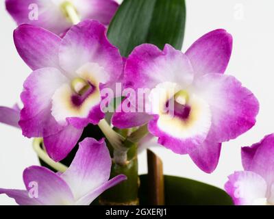 Gros plan de fleurs de Dendrobium nobile, une orchidée souvent utilisée comme plante de maison. Prise de vue sur fond blanc Banque D'Images