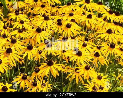 Exposition en masse des fleurs de la prairie nord-américaine vivace, Rudbeckia fulgida var. Sullivantii 'Goldsturm' Banque D'Images