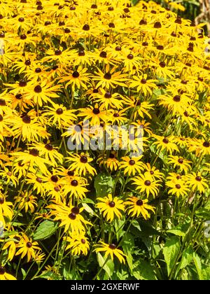 Exposition en masse des fleurs de la prairie nord-américaine vivace, Rudbeckia fulgida var. Sullivantii 'Goldsturm' Banque D'Images