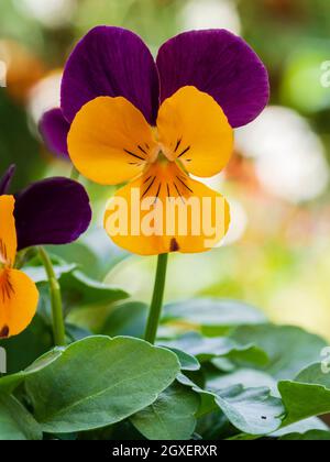 Gros plan d'une seule fleur de l'hiver au printemps, violette à cornes fleuries, Viola x cornuta 'Orange Duet' Banque D'Images