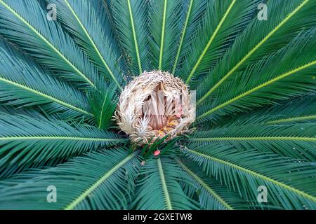 Gros plan d'un seul palmier sago montrant le centre de reproduction féminin Banque D'Images