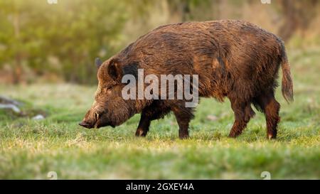 Immense sanglier, sus scofa, mâle avec de longues défenses blanches qui se déchaînaient du museau au printemps. Animal sauvage avec longue fourrure brune debout sur pré Fro Banque D'Images