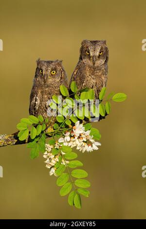 Paire de chouettes eurasiennes, crops de otus, reposant sur un arbre en fleurs au printemps. Deux jeunes prédateurs à plumes assis sur un arbre vert. Oiseau sauvage avec poussin Banque D'Images