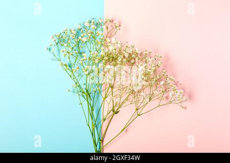 Gypsophila fleurit sur texture bleu clair et rose. Concept de printemps avec espace de copie. De dessus, platlay. Banque D'Images