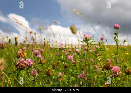 champ de fleurs - fleurs de trèfle dans un champ Banque D'Images