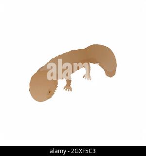 Icône de lézard en style de dessin animé isolée sur fond blanc Banque D'Images
