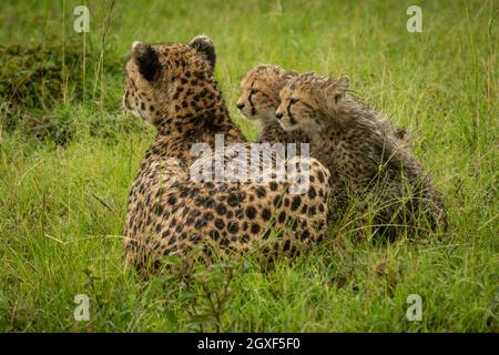 Cheetah se trouve à côté de deux petits dans la pluie Banque D'Images