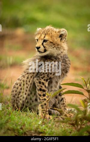 Cheetah cub est assis en regardant dans l'herbe Banque D'Images