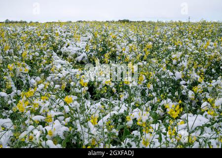 Chute de neige printanière non saisonnière couvrant le champ de colza, le temps et les saisons Banque D'Images