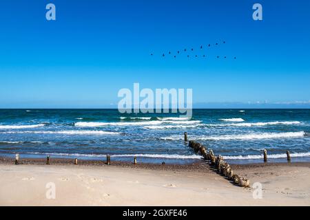 Groynes sur la côte de la mer Baltique à Kuehlungsborn, Allemagne. Banque D'Images