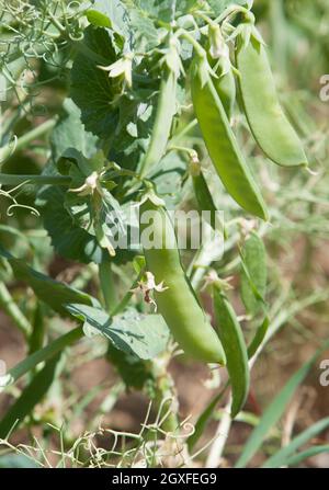 Les pois plantent dans les prés de la Serena, Badajoz, Extremadura, Espagne. Gros plan Banque D'Images