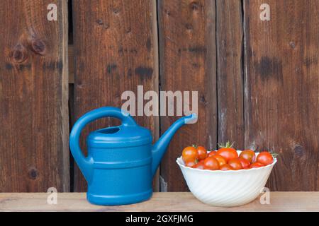 Jardinage de légumes frais et juteux de l'agriculture agricole. Nature biologique solanum bio tomate nourriture sur fond en bois copyspace. Banque D'Images