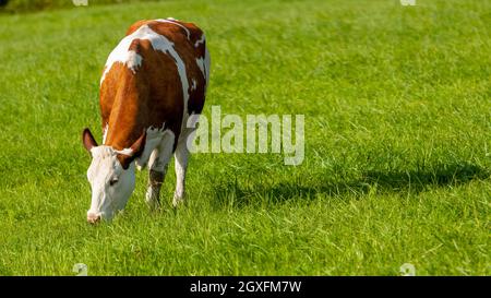pâturage des vaches blanches-brunes sur un pâturage vert - animal domestique - République tchèque Banque D'Images
