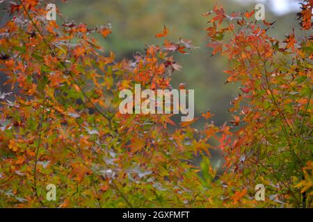 Couleurs du feuillage à l'automne dans la gorge de Shosenkyo, Yamanashi, Japon Banque D'Images