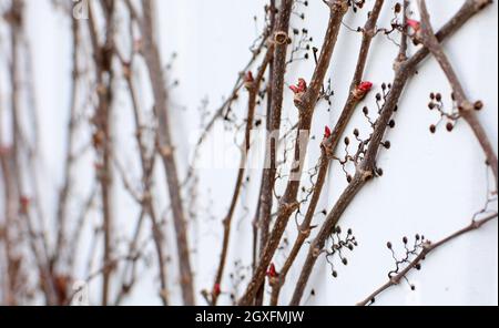 Des branches sèches de Parthenocissus quinquefolia ou de Virginie plante sans feuilles au début de la saison de printemps avec de nouveaux bourgeons en croissance. Cinq feuilles i Banque D'Images