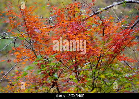 Couleurs du feuillage à l'automne dans la gorge de Shosenkyo, Yamanashi, Japon Banque D'Images