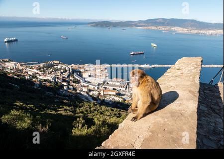 Singes au Rocher de Gibraltar, Royaume-Uni Banque D'Images