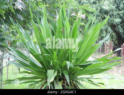 le saint-géant crinum asiaticum litis pousses, plantes. Nénuphar araignée, Lycorius, ampoule de graines de nénuphar radiante Banque D'Images