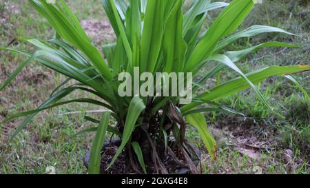 le saint-géant crinum asiaticum litis pousses, plantes. Nénuphar araignée, Lycorius, ampoule de graines de nénuphar radiante Banque D'Images