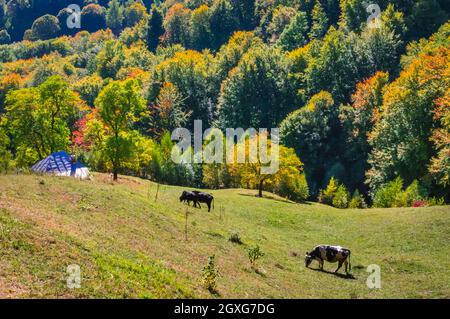 Parc national de Buila Vanturarita, Roumanie.Quelques vaches sur un pré en automne avec une forêt colorée le fond. Banque D'Images