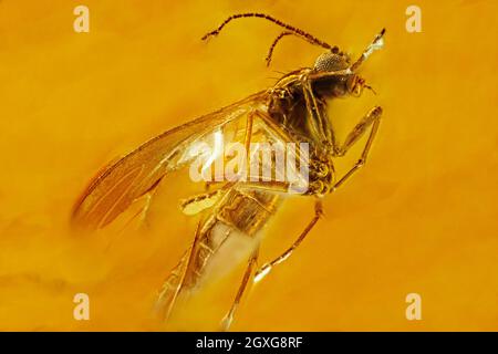 Inclusion à la mouche dans l'ambre naturel jaune. Micro-photographie. Banque D'Images