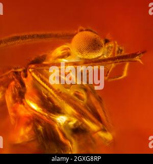 Inclusion de mouche dans jaune transparent naturel ambre. Micro-photographie. Banque D'Images