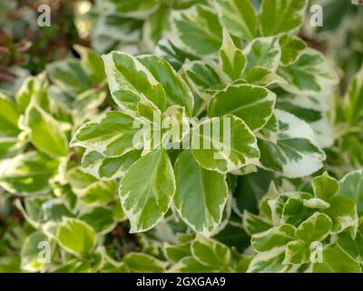 Gros plan de belles feuilles vertes variégées d'un arbre de broche japonais, Euonymus japonicus Banque D'Images