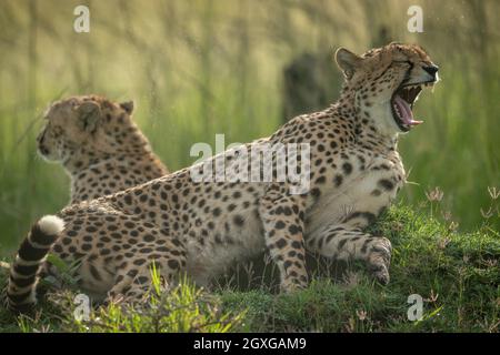 Cheetah bâillonne sur le monticule à côté d'un autre Banque D'Images