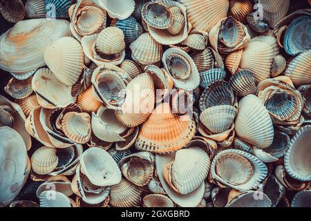 Coquillages marins colorés mélangés comme arrière-plan. Texture Coque De Mer Banque D'Images