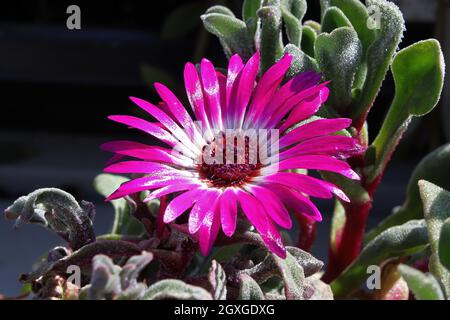 Macro de la fleur sur la plante de glace de fuite lampranthus. Banque D'Images