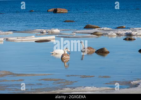 Cygnes près de la mer. Glace, boulonnage, mer Baltique en hiver Banque D'Images