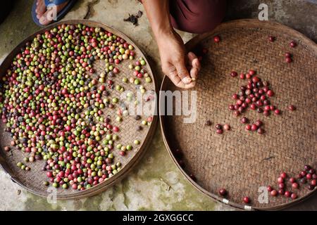 Les agriculteurs trient les grains de café frais et pourris avant des sécher. Processus traditionnel de préparation du café. Industrie du café de qualité Banque D'Images