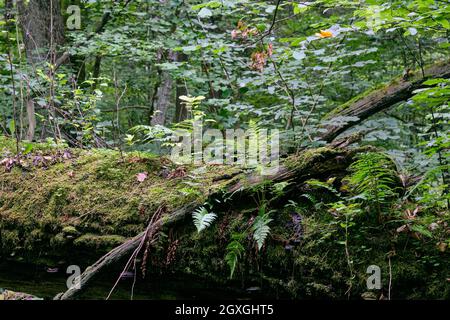 Peuplement feuillu avec deux arbres de chêne couché côte à côte en été, la forêt de Bialowieza, Pologne, Europe Banque D'Images