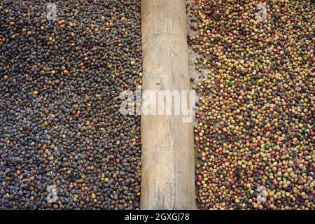 différents types de grains de café sont séchés et séparés de manière à ne pas mélanger. le processus de séchage des grains de café après le tri. industrie du café de qualité Banque D'Images