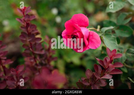 Rose magenta William Shakespeare floraison dans le jardin d'été. Sélection d'Austin anglais roses fleurs en fleur Banque D'Images