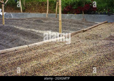 différents types de grains de café sont séchés et séparés de manière à ne pas mélanger. le processus de séchage des grains de café après le tri. industrie du café de qualité Banque D'Images