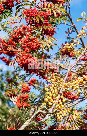 Baies de rowan rouges poussant sur l'arbre, Sorbus aucuparia, avec baies de rowan blanches devant. Banque D'Images