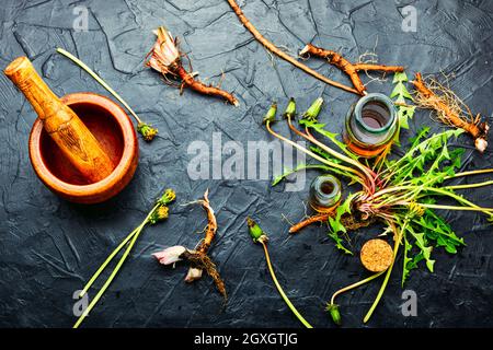 Bouteille avec teinture de pissenlit.Taraxacum,plantes médicinales.médecine traditionnelle chinoise de fines herbes.vue du dessus Banque D'Images