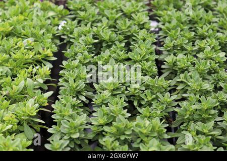 Rangées de millions de plantes Bells qui poussent dans des plateaux de semis. Banque D'Images