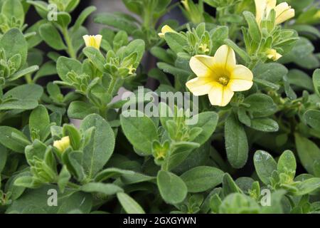 .gros plan d'une fleur de Calibrachoa jaune et blanche. Banque D'Images