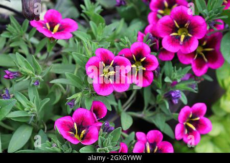 Gros plan des fleurs de Calibrachoa magenta et violet en fleur. Banque D'Images