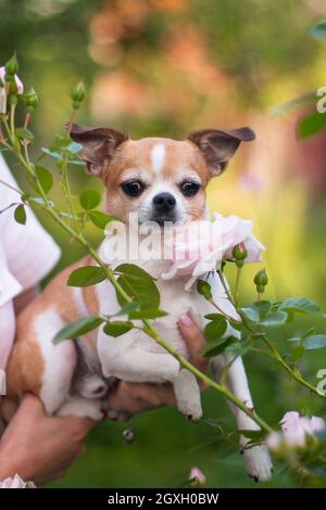 Le chien chihuahua a repéré de la couleur rouge-blanc sur les bras de la jeune fille couper des feuilles et des fleurs de brousse rose Banque D'Images