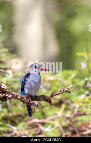 Magnifique oiseau boisé kingfisher perché sur une branche d'arbre, Halcyon senegalensis, lac Chamo, Ethiopie, Afrique faune Banque D'Images