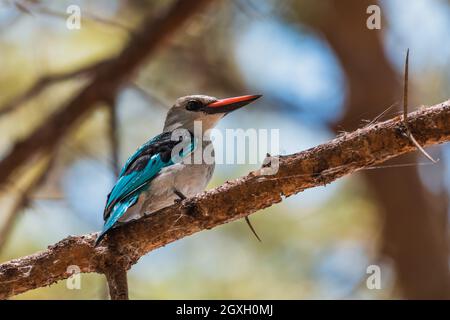 Magnifique oiseau boisé kingfisher perché sur une branche d'arbre, Halcyon senegalensis, lac Chamo, Ethiopie, Afrique faune Banque D'Images