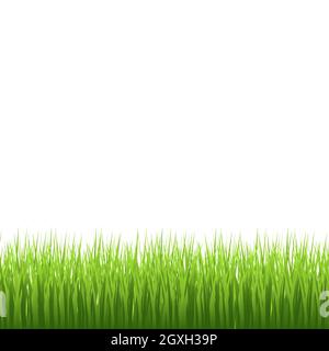 Herbe de prairie verte réaliste sur fond blanc - illustration vectorielle Banque D'Images
