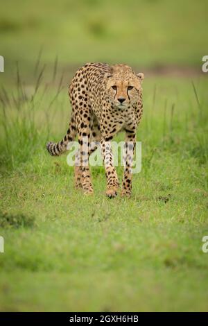 Cheetah marche à travers le petit paw de levage d'herbe Banque D'Images